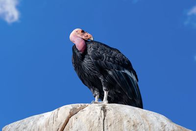 Condors return, lead poisoning persists