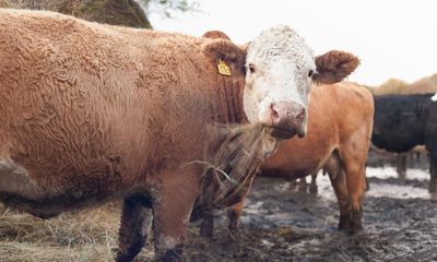 British cows could be given ‘methane blockers’ to cut climate emissions