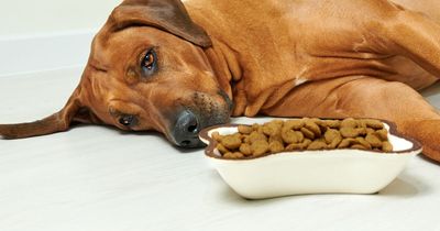 Experts say you can give these five human foods to your dog as a treat