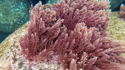 Red seaweed could be the answer to slashing methane emissions from cows, study shows