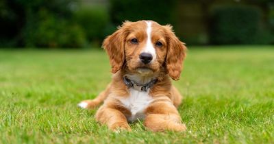 Dog trainer reveals which popular breeds new owners should avoid - and explains why