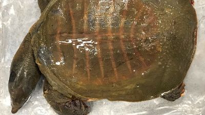 Turtle, raw prawns and poultry meat found in 'one of the largest ever biosecurity hauls in Australian history'