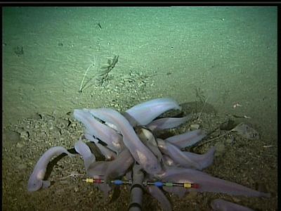 Scientists capture deepest fish ever recorded on camera off Japan’s coast