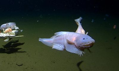 Scientists find deepest fish ever recorded at 8,300 metres underwater near Japan