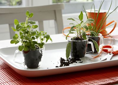 10 edible plants you can grow in pots indoors or out - be a chef/gardener no matter how small your space