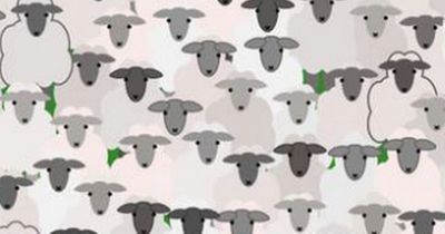 You have a high IQ if you can spot the hidden goat among the sheep in 11 seconds