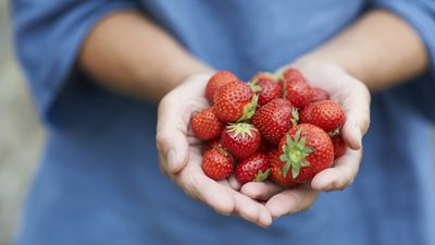 How to grow strawberries indoors – a sunny kitchen windowsill is the perfect spot for these tasty fruits