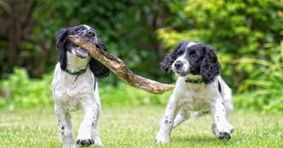 The three popular dog breeds training expert says new owners should avoid