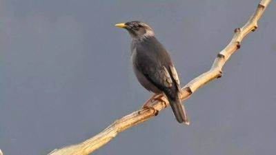 Young medico of Prayagraj spots Burmese Myna for first time in country