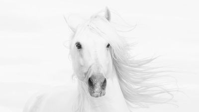 GuruShots: Winning images from the latest Mostly White photo competition