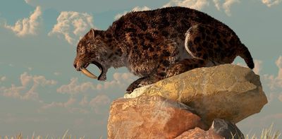 Sabertooth cat skull newly discovered in Iowa reveals details about this Ice Age predator