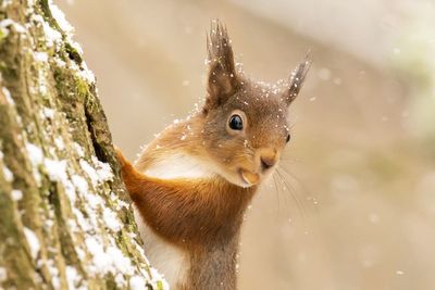 Red squirrels living apart on Isle of Wight have different genes, research finds