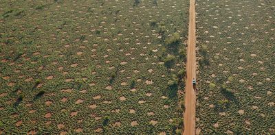 First Peoples' knowledge of 'mysterious fairy circles' in Australian deserts has upended a long-standing science debate