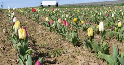 You'll soon be able to stroll among 10,000 tulips on Gower