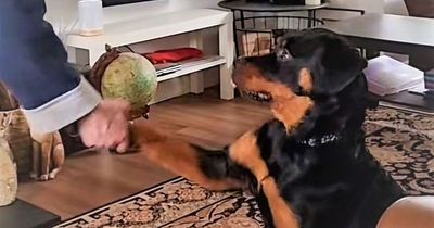 Dog only responds to Northern Ireland accent for treats from owner's English boyfriend