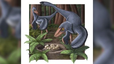 Clever, bird-like dinosaurs that lived 74 million years ago got cozy in communal nests, study suggests