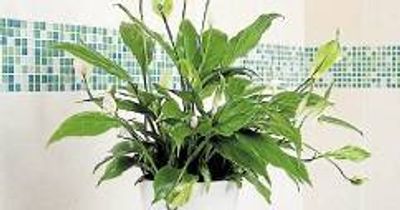 Listen, science indicates your plants may be screaming