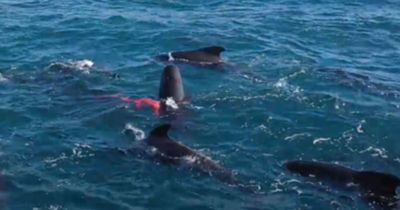 Unique footage of pilot whale expelling placenta captured off Shetland