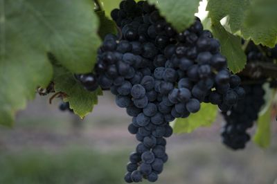 Tannat: Uruguay's 'unlikely' wine hit