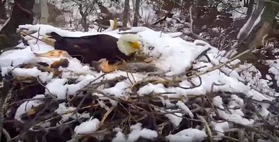 EagleCam shows heavy winds blow nest from tree; eaglet dies