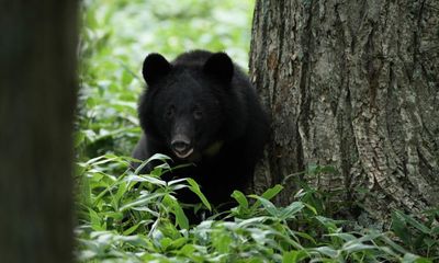 Japan’s bear meat vending machine proves a surprising success