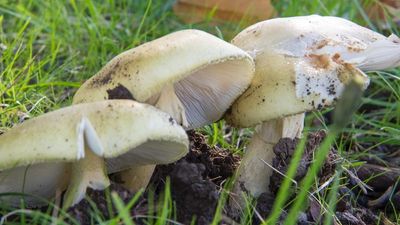 Wild mushroom warning to parents about potential dangers of 'fascinating' fungi