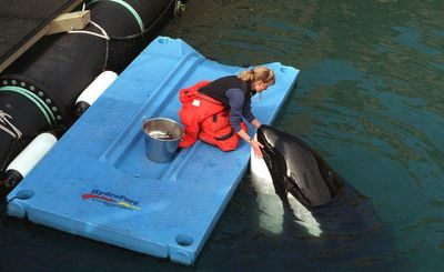 Bringing Lolita home: How to release a long-captive orca?