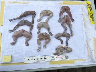 Frog, turtle meat seized in 38 tonne biosecurity haul