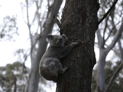 Sydney koala corridor to be protected from development