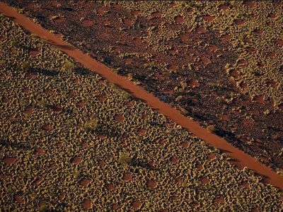 Australia's desert fairy circle mystery solved