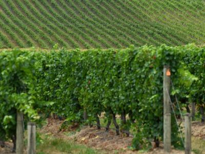 NSW winery accused of stealing water during drought