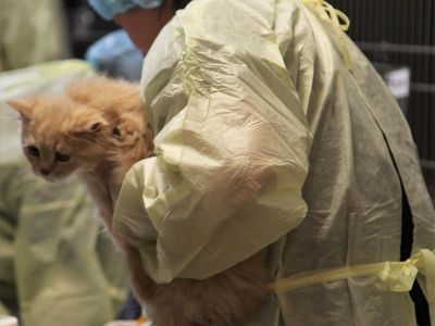 Kittens seized during animal welfare crackdown
