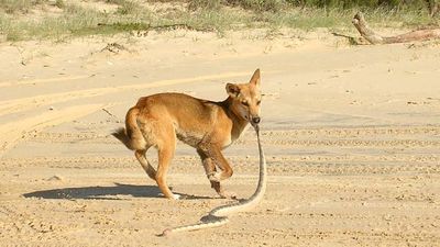Authorities issue warning after dingo attacks young girl on K'gari
