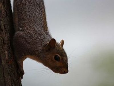 Squirrels’ reign of terror in kitchen