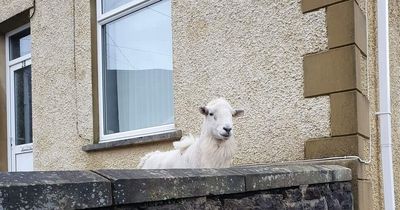 'Feral' sheep gang terrorising quiet village and its fed-up residents for WEEKS