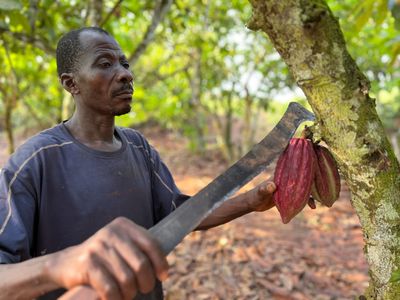 In Africa's fields, a plan to pay fair wages for chocolate withers