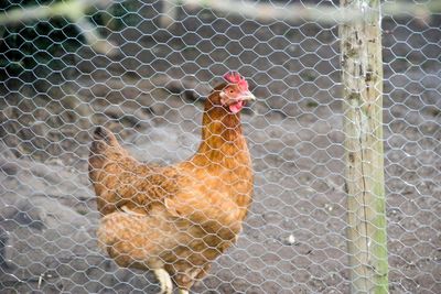 How to keep chickens – according to a hen expert