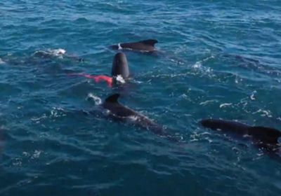 Unique footage of pilot whale captured off coast of Shetland