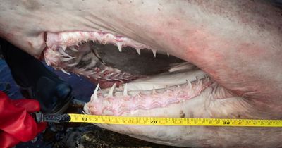 Concern as enormous shark washes up in Wexford village as experts baffled at ‘very strange’ incident