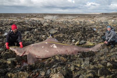 Huge shark washes up on Irish beach in first recording of rare species