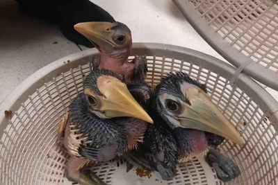 Rare birds rescued at Suvarnabhumi