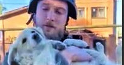 NI dog lover's mission to rescue and rehome Ukraine puppy from frontline