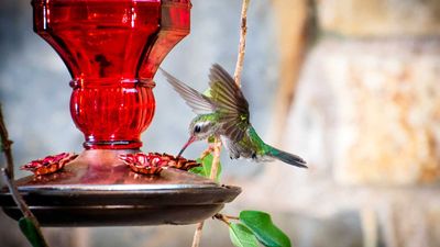Where to place a hummingbird feeder in your backyard – 5 essential tips