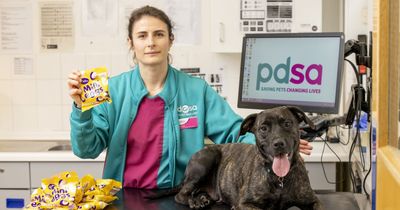 Vet's warning as puppy rushed for emergency treatment after scoffing 1kg of Mini Eggs
