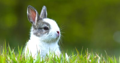 Pet shops issue warning to families as they ban sale of rabbits over Easter