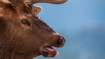 "Hey Jude, don't feed the elk" – Colorado wildlife officers sing safety tips