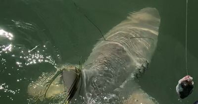 Moment fisherman discovers six-foot shark has become lunch for unknown predator