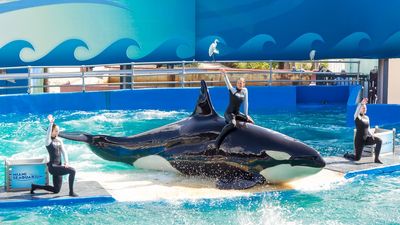Lolita, the 2nd-oldest orca in captivity, is finally getting released after more than 50 years