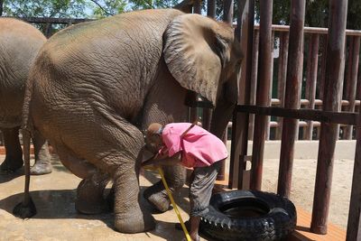 Foreign veterinarians visit ailing elephant in Pakistani zoo