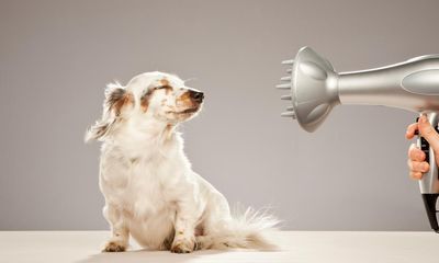 Why are pet owners more popular than parents?